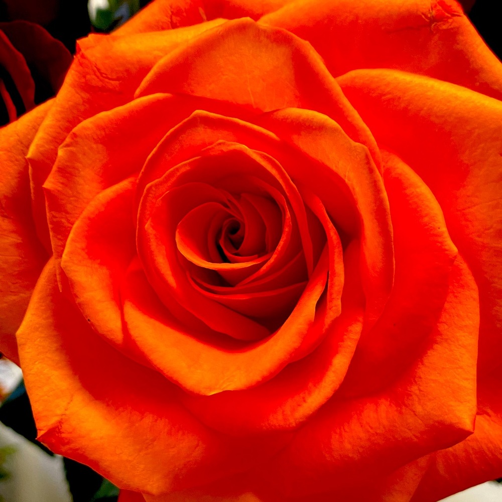 Meet your Posher, Stacey